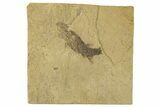 Carboniferous Fish (Gyrolepidotus) - Siberia #228880-1